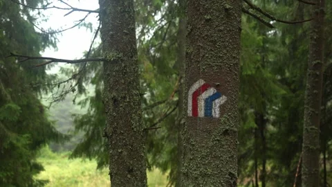 Forest trail markers guide hikers in wooded area for outdoor adventure Stock Footage 329033410
