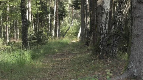 Forest trail in the mixed pine and birch tree forest in autumn Stock Footage 82277087