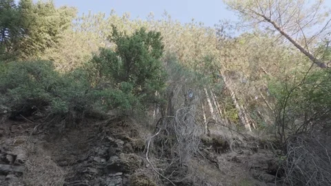 Forest Trail On Mountain With Tall Trees And Summer Light Stock Footage 326164871