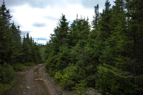 A Forest trail in Newfoundland Stock Photos