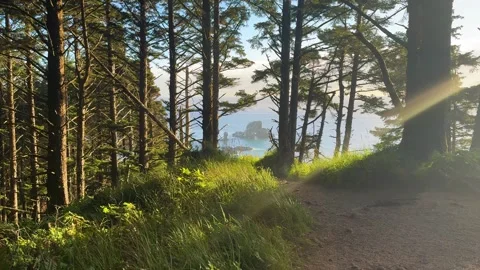 Forest Trail With Ocean View at Ecola State Park Oregon Stock Footage 341993095