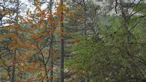 Forest trail overlooking coniferous forest with yellow leaves and mountain Stock Footage 143932429