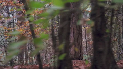 Forest trail overlooking coniferous forest with yellow leaves in autumn Stock Footage 143932474