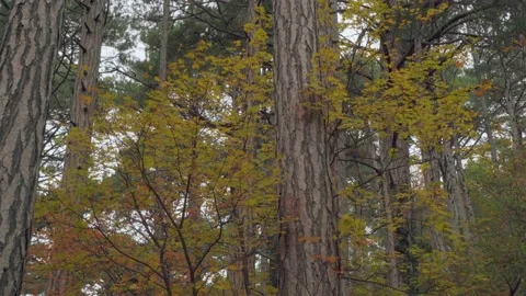 Forest trail overlooking coniferous old forest with yellow leaves and mountain Stock Footage 143932906