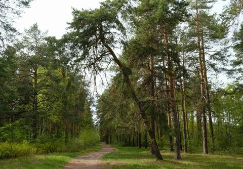 The forest trail passes under a sloping pine tree in a picturesque forest Stock Photos