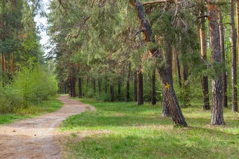 The forest trail passes under a sloping pine tree in a picturesque forest Stock Photos