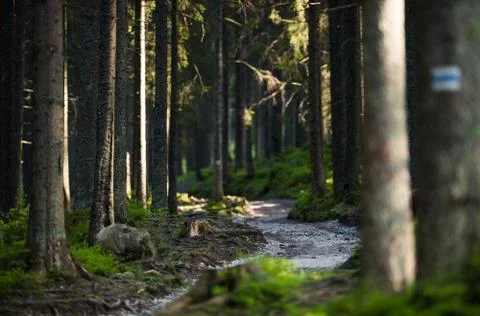 Forest trail path Foto stock