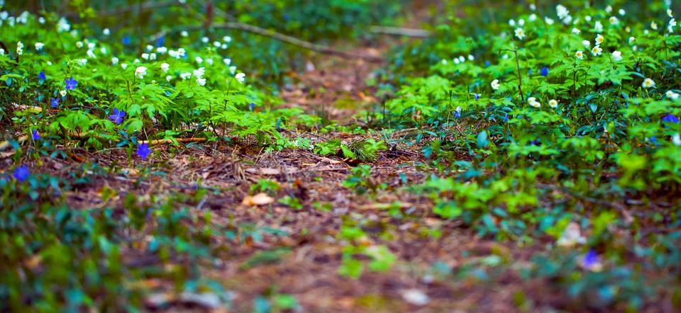 Forest Trail. The Path through the Spring Forest. Natural Background. Stock Photos
