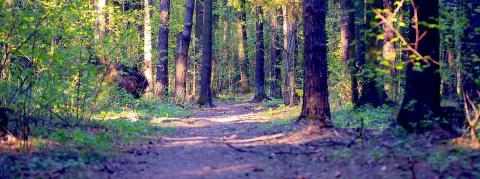 Forest Trail. The Path through the Spring Forest. Natural Background. 스톡 사진