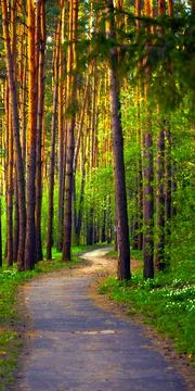 Forest Trail. The Path through the Spring Forest. Natural Background. Stock Photos