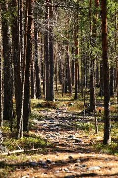Forest trail pathway through dense Swedish pine woodland at Hedkammen natur.. 스톡 사진