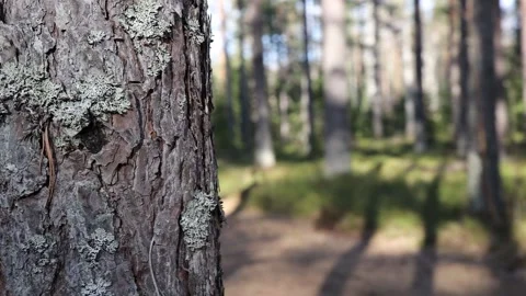 Forest trail peak from behind a tree Video stock 305567700