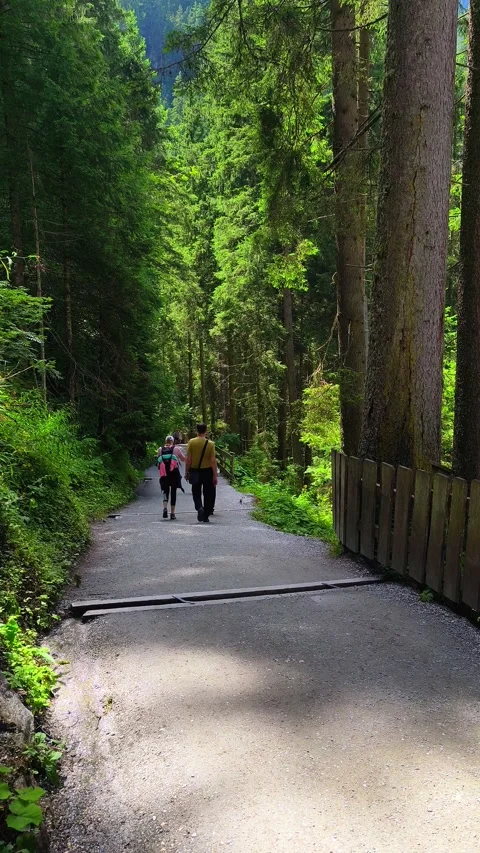 Forest Trail: People Walking, Paved Path Stock-Footage 313504028