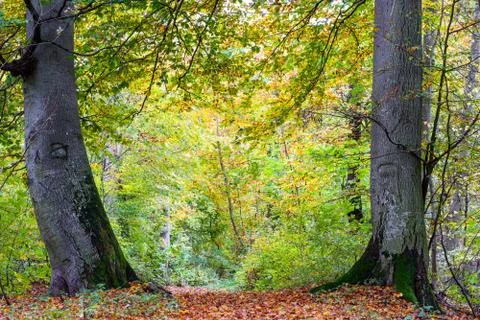 Forest trail Stock Photos