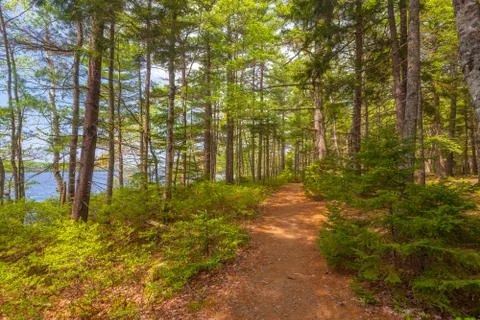 Forest trail Stock Photos