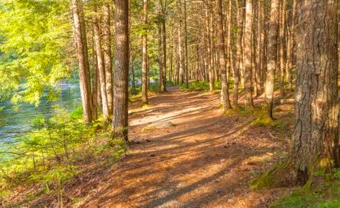 Forest trail Stock Photos