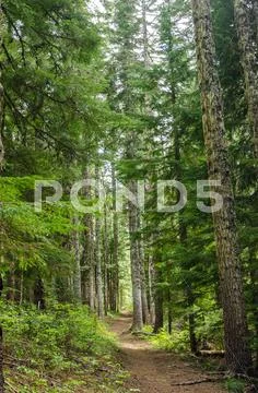 Forest Trail Stock Photos