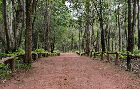 Forest trail Stock Photos