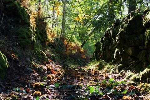 Forest trail Stock Photos