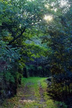 Forest trail Stock Photos