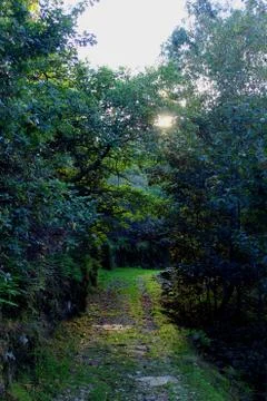 Forest trail Stock Photos