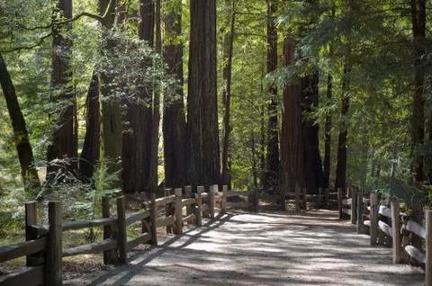 Forest Trail Stock Photos