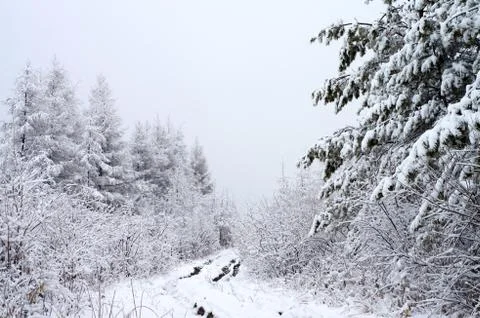 Forest trail Stock Photos