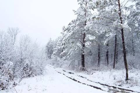 Forest trail Stock Photos