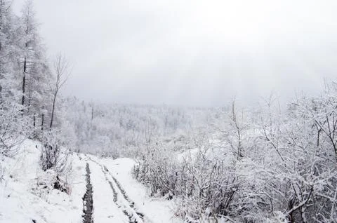 Forest trail Stock Photos