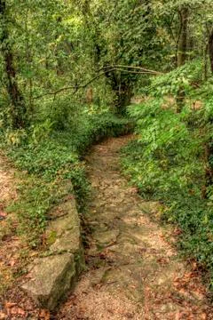 Forest trail Stock Photos