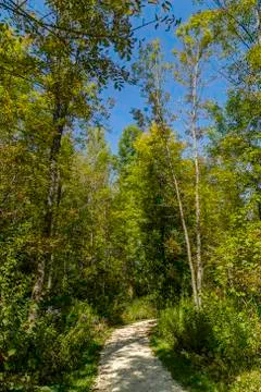 Forest trail 스톡 사진