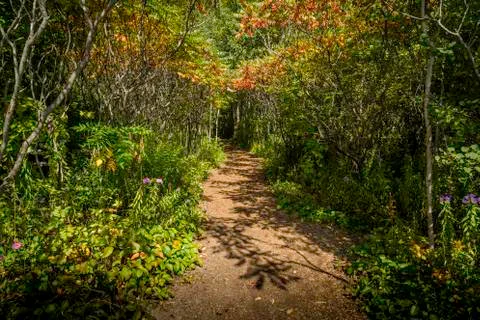 Forest trail Stock Photos