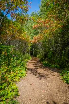 Forest trail Stock Photos