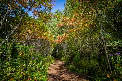 Forest trail Stock Photos