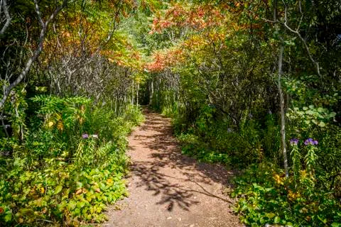 Forest trail Stock Photos