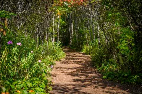 Forest trail 写真素材