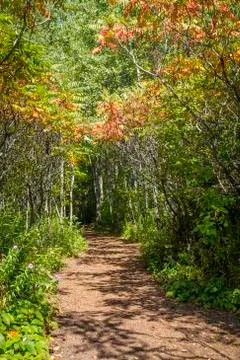 Forest trail Stock Photos