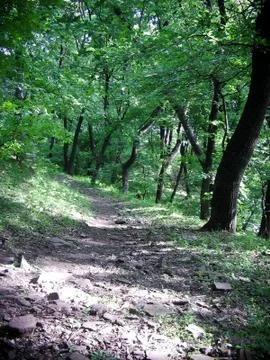 Forest Trail Stock Photos