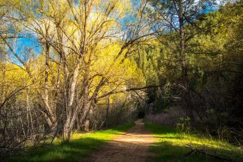 Forest trail Stock Photos