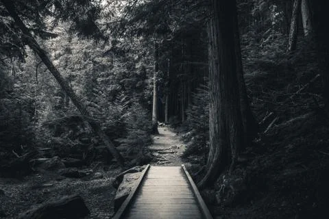 Forest trail. Foto stock