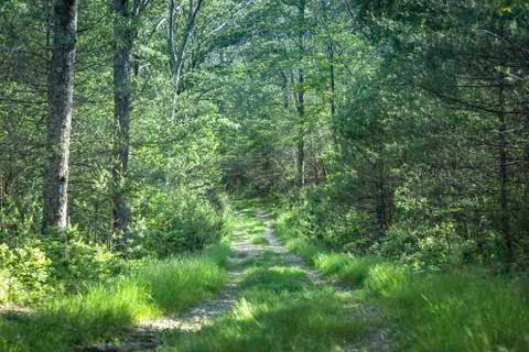 Forest Trail Stock Photos