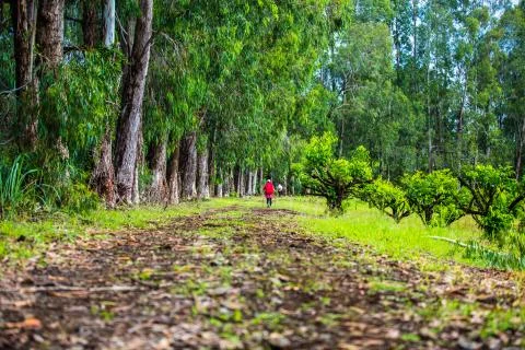 Forest Trail Stock Photos