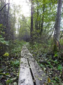 Forest trail Stock Photos