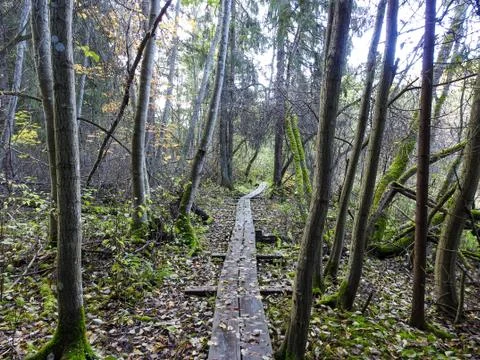 Forest trail Stock Photos
