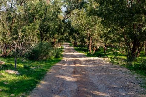 Forest trail Foto stock