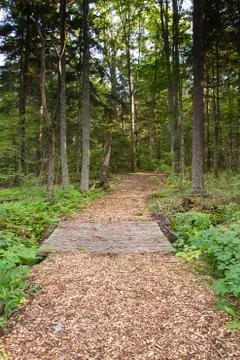 Forest Trail Stock Photos