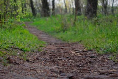 Forest trail Foto stock