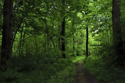 Forest trail 스톡 사진