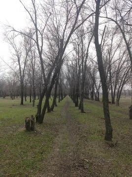 Forest trail Fotos de archivo