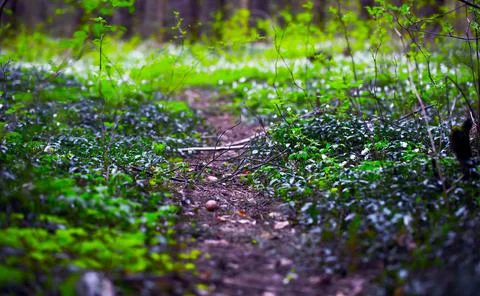 Forest Trail. Foto stock